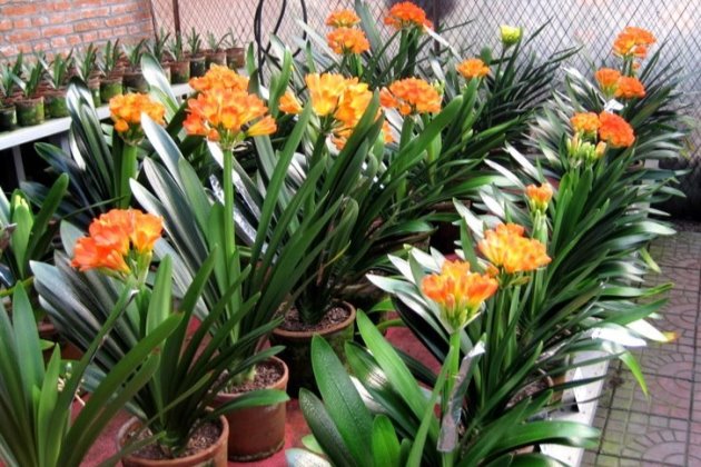 君子兰摘个果,省了买花钱,这样播种,30天生根发芽,收获100盆