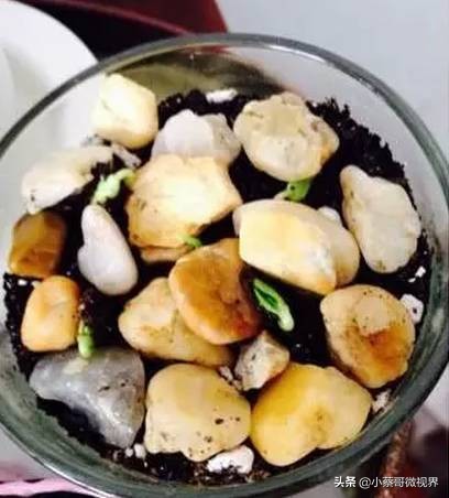 吃完的水果种子不要丢,吃完水果果核别扔