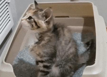 猫猫为什么在猫砂盆里只尿不便便,猫猫拉便便天天在猫砂盆外