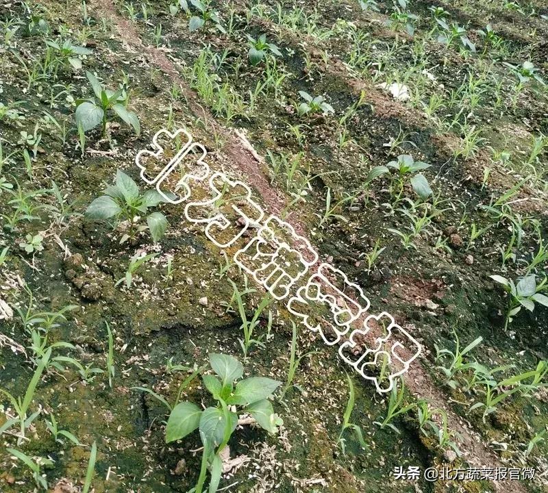 种植地膜的覆盖方法有哪些,什么地膜除草效果最好