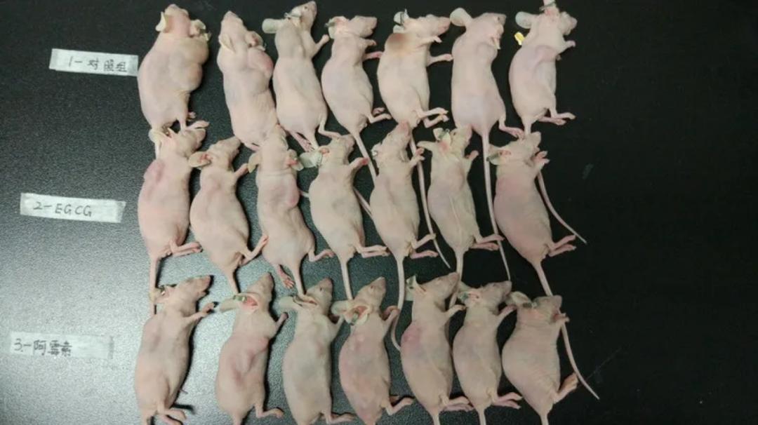 青少年科创大赛作品小发明,青少年科技创新大赛作品申报