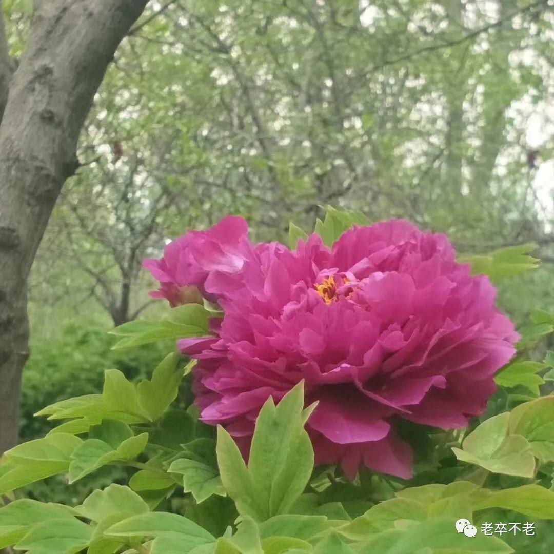 游百花公园400字作文四年级,游百花公园有感