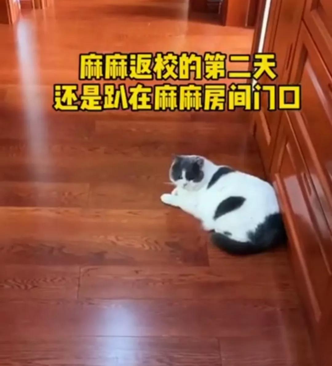 “因为一句话，我家猫在监控前守了一夜，彻夜未眠”