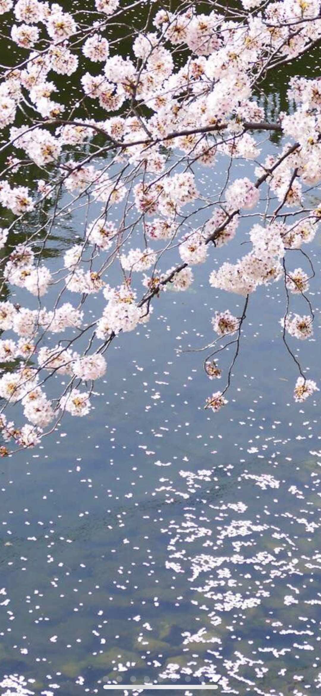 星巴克猫爪飘起来的杯子,星巴克紫樱猫爪杯价格