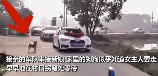 湖南一女子出嫁狗狗送亲,新娘出嫁中华田园犬送亲