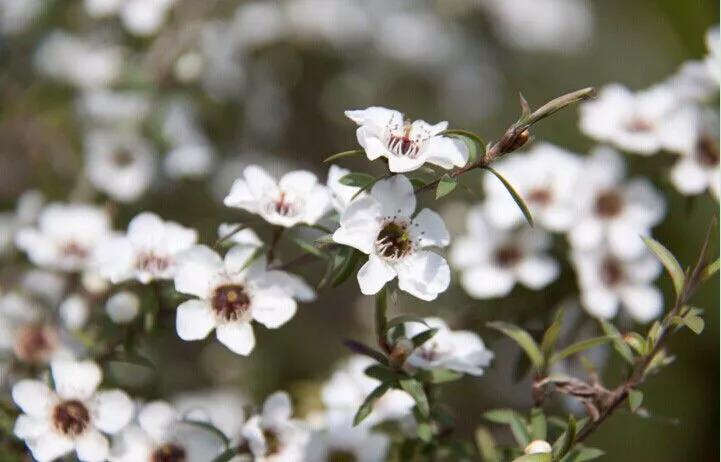 manuka蜂蜜等级适合人群,anuka蜂蜜怎么样