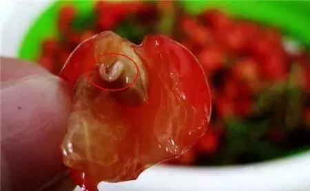 樱桃的常见病虫害及防治方法,樱桃常见虫害防治方案