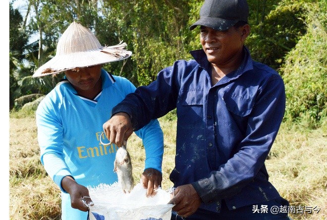 越南稻田里田鼠泛滥,越南抓田鼠