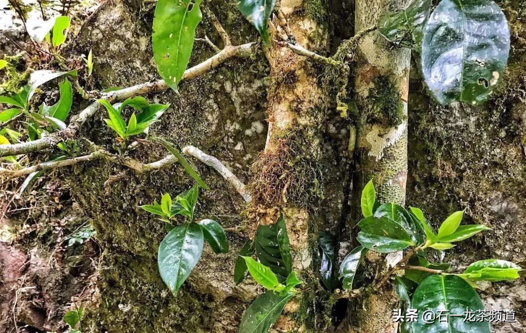 2006年六大茶山普洱茶,六大茶山普洱茶生肖纪念版