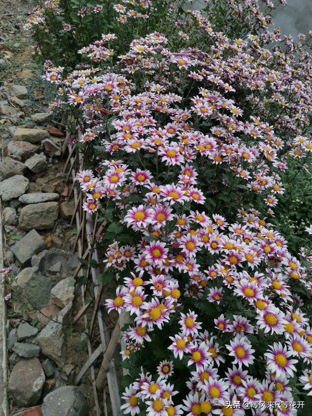 来自“神苗”的问候，记我与宿迁苗的相爱相杀—菊花