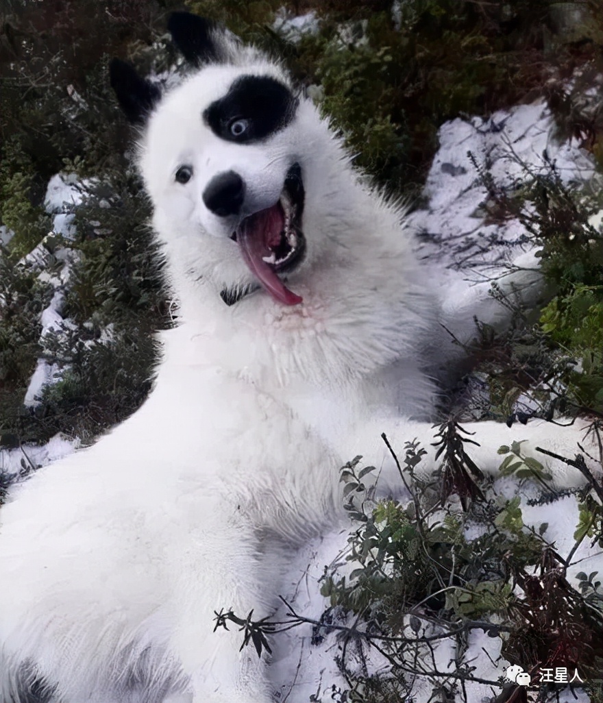 哈士奇和萨摩结合,生下了只超丑的宝宝,可没想到长大后这么飒