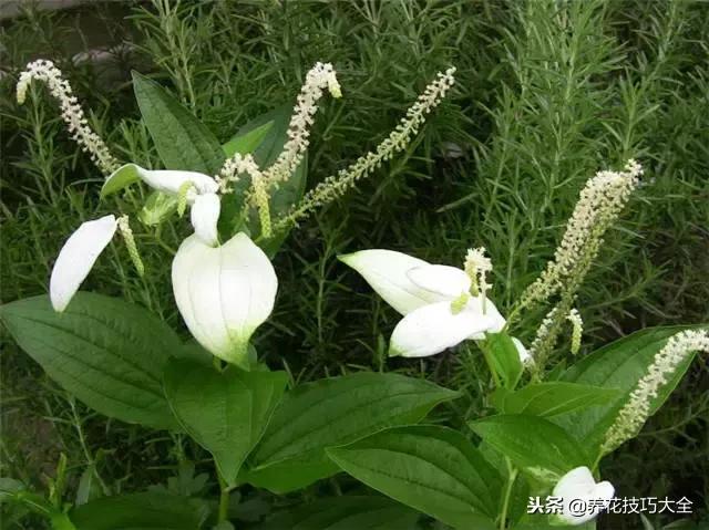 常见小区绿化100种植物图片,常见的水生植物有哪些种