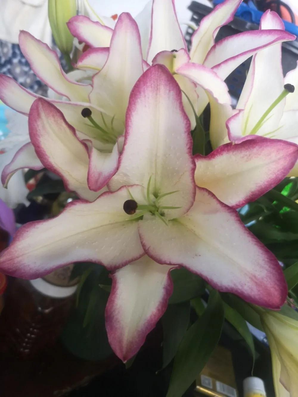 香水百合鲜切花云南鲜花基地,什么颜色的百合最好养活