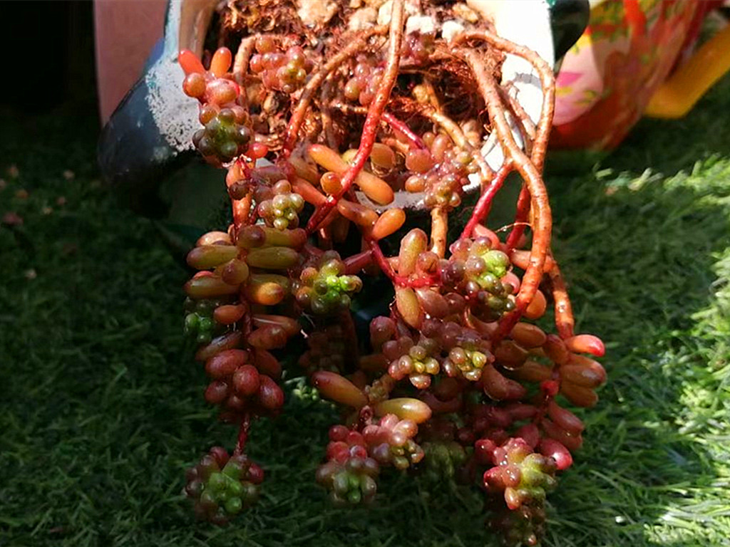 最低温1°c多肉放楼顶会不会冻死,夏天多肉全部腐死了是什么原因