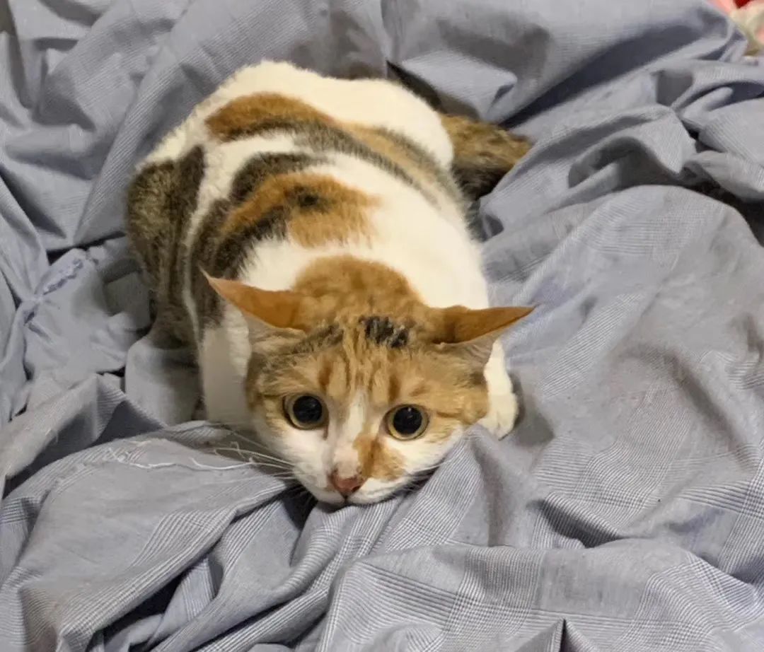 和宠物交流说什么,和宠物谈恋爱