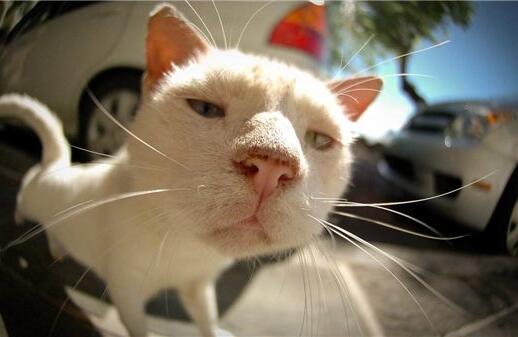 猫咪胡须的秘密，你知道吗？