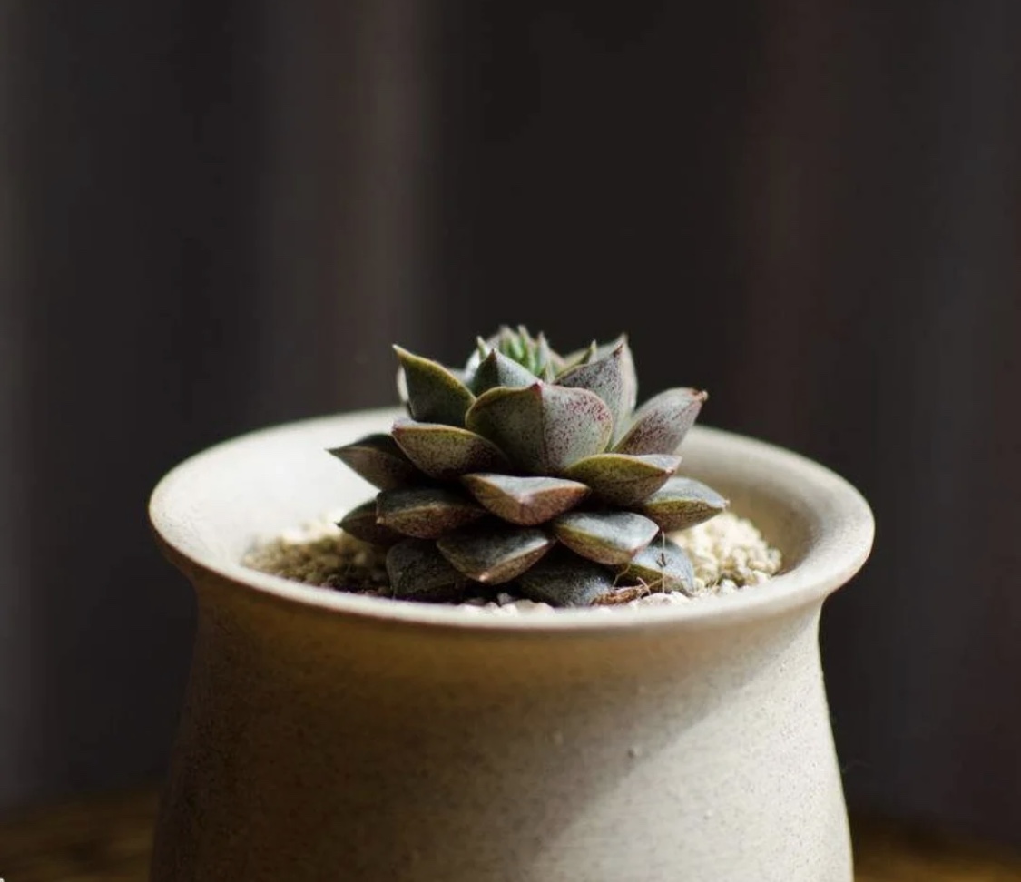 最美最好养的多肉法师,最美的多肉植物排名