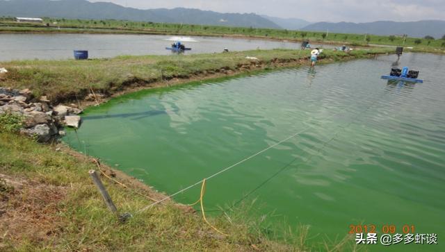 高温季节有蓝藻如何肥水,蓝藻不肥水会怎么样