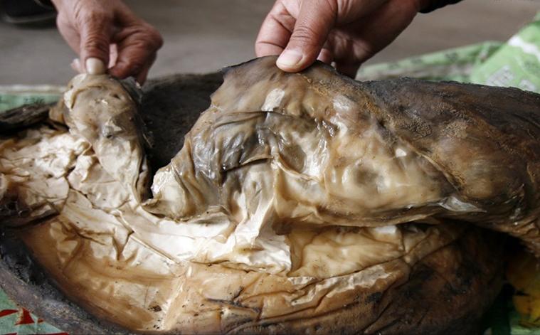 太岁为什么能价值百万,太岁到底是个什么玩意