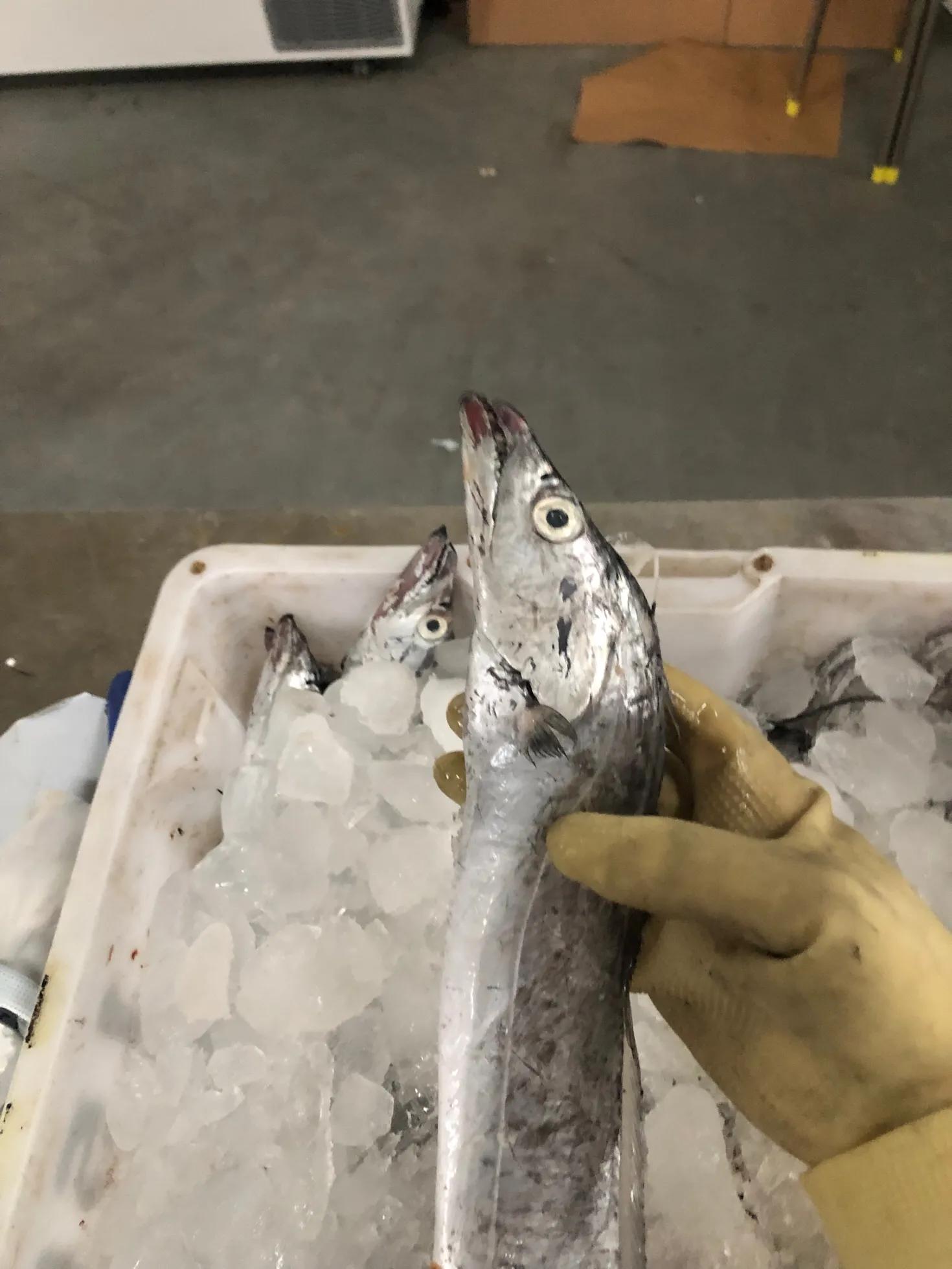 今天和大家聊聊在电商平台和一些直播地方买的海鲜水到底多少深