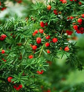 老中医可以给孩子起名吗,用中药名字给孩子取名可以吗