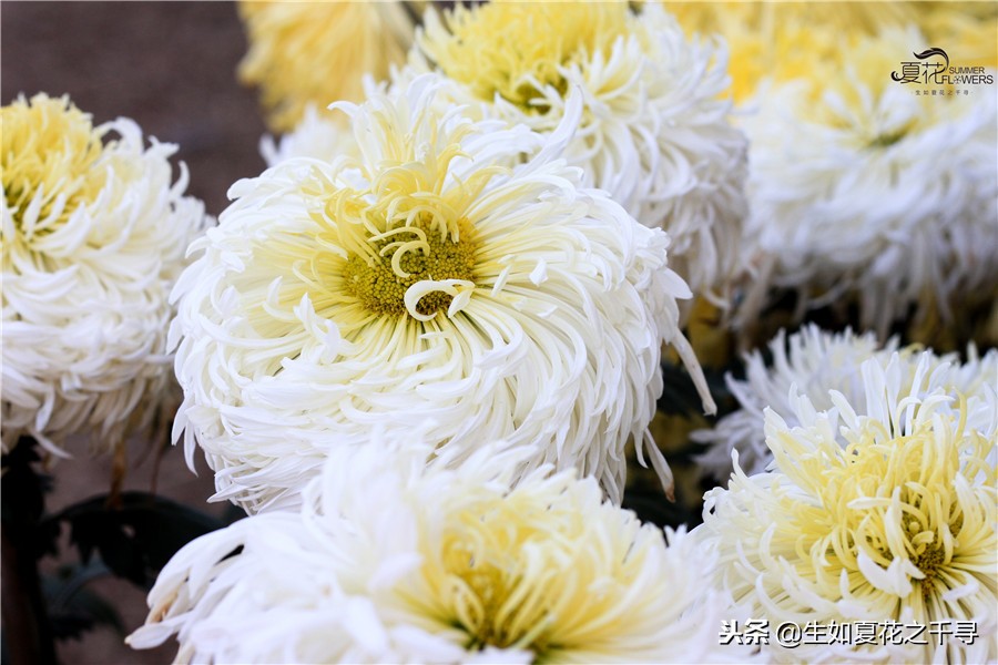 东湖公园菊花展今天还有开放吗,深圳东湖公园菊花展图片