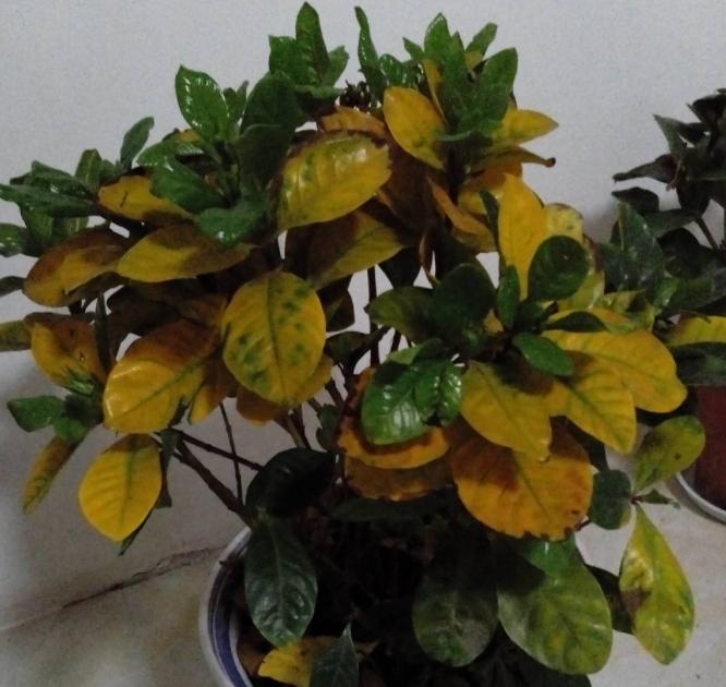 看到这10种花就买好养漂亮不怕冷,碰到这几种花千万别扔