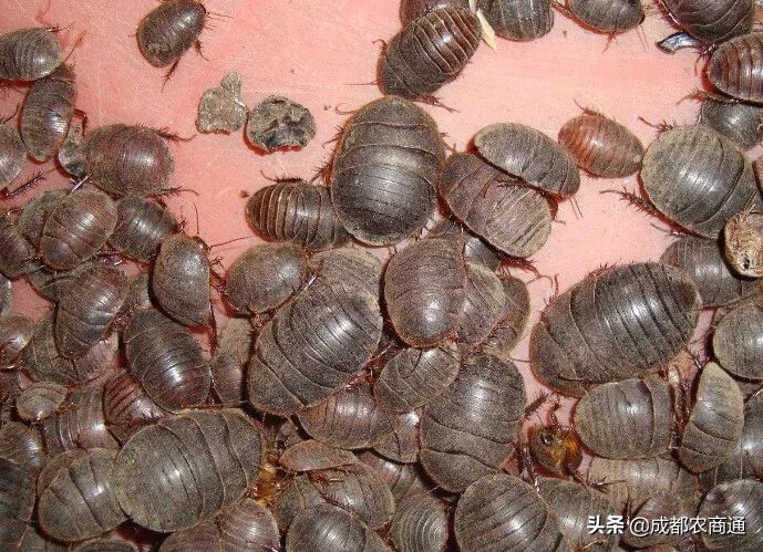 土元的养殖室温,土元的养殖技术