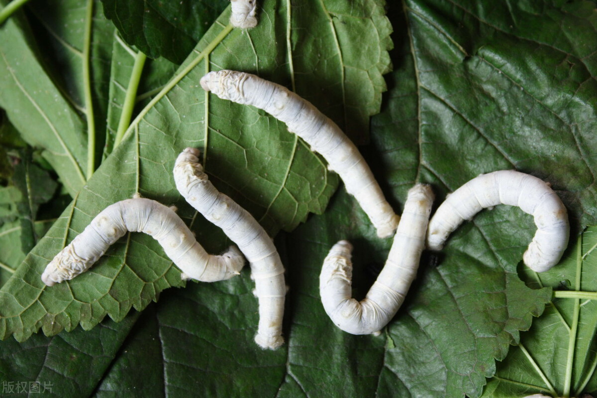 蚕怎么生活的,蚕一生都是不停的吃吗