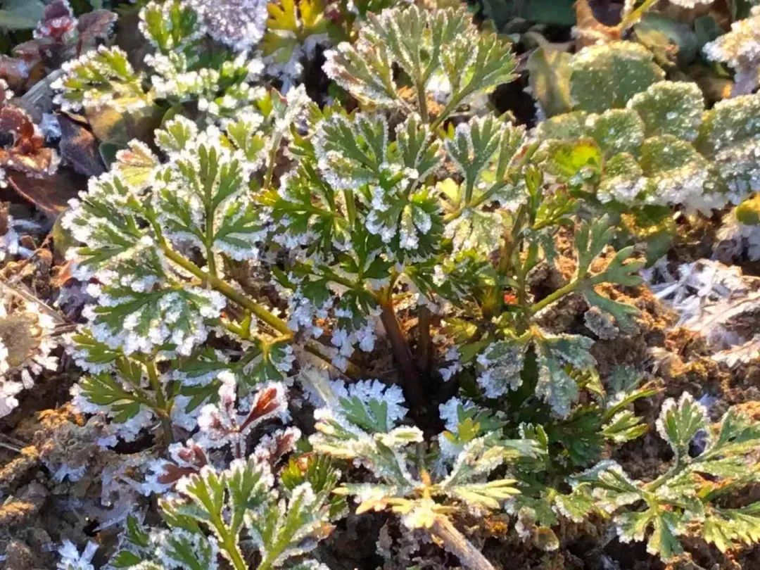 草木人间的丁香花,草木人间夏天