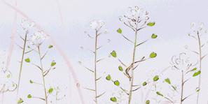 发际线秃顶植发需要多少钱,发际线植发一个毛囊要多少钱