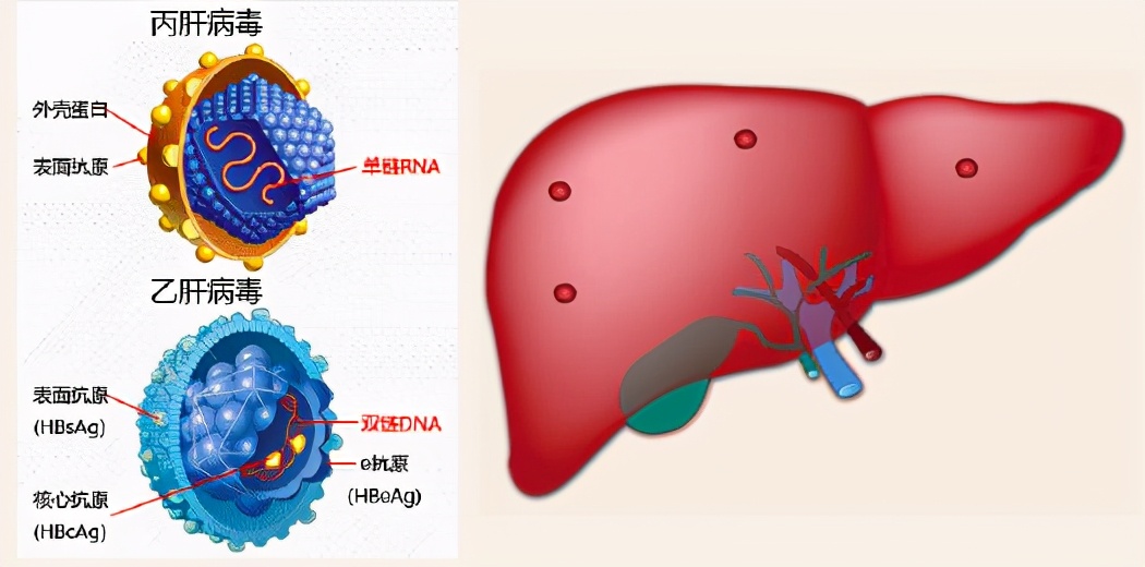 详细解说诺贝尔生理学或医学奖,近五年诺贝尔生理学或医学奖评述