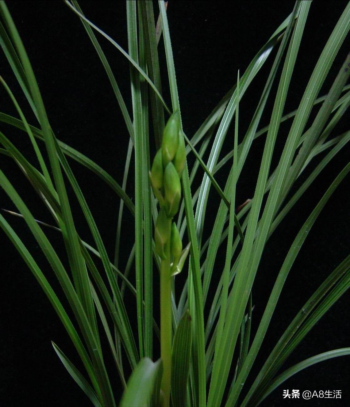 兰花蕙兰十大名品,蕙兰名品大全欣赏