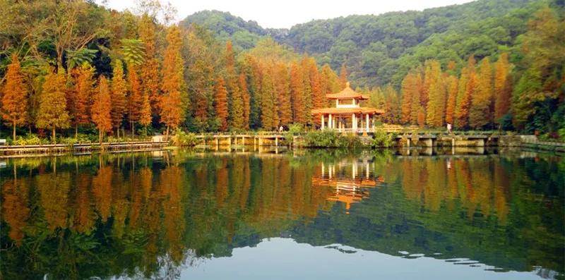 武山韭菜品种,家乡特产野韭菜