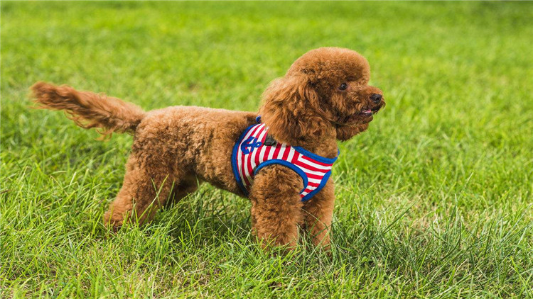 了解这几个知识，你会跟泰迪相处得更愉快