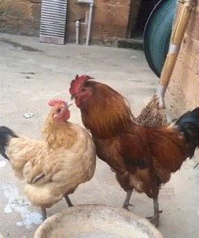 看了整整七分钟，他们最终还是上去了