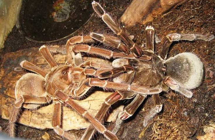 亚马逊森林陆地十大危险巨型动物,真实的亚马逊原始森林大型动物