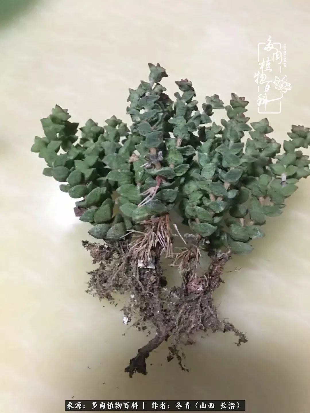 新手养的多肉怎么管理好看,阳台养多肉正确方法