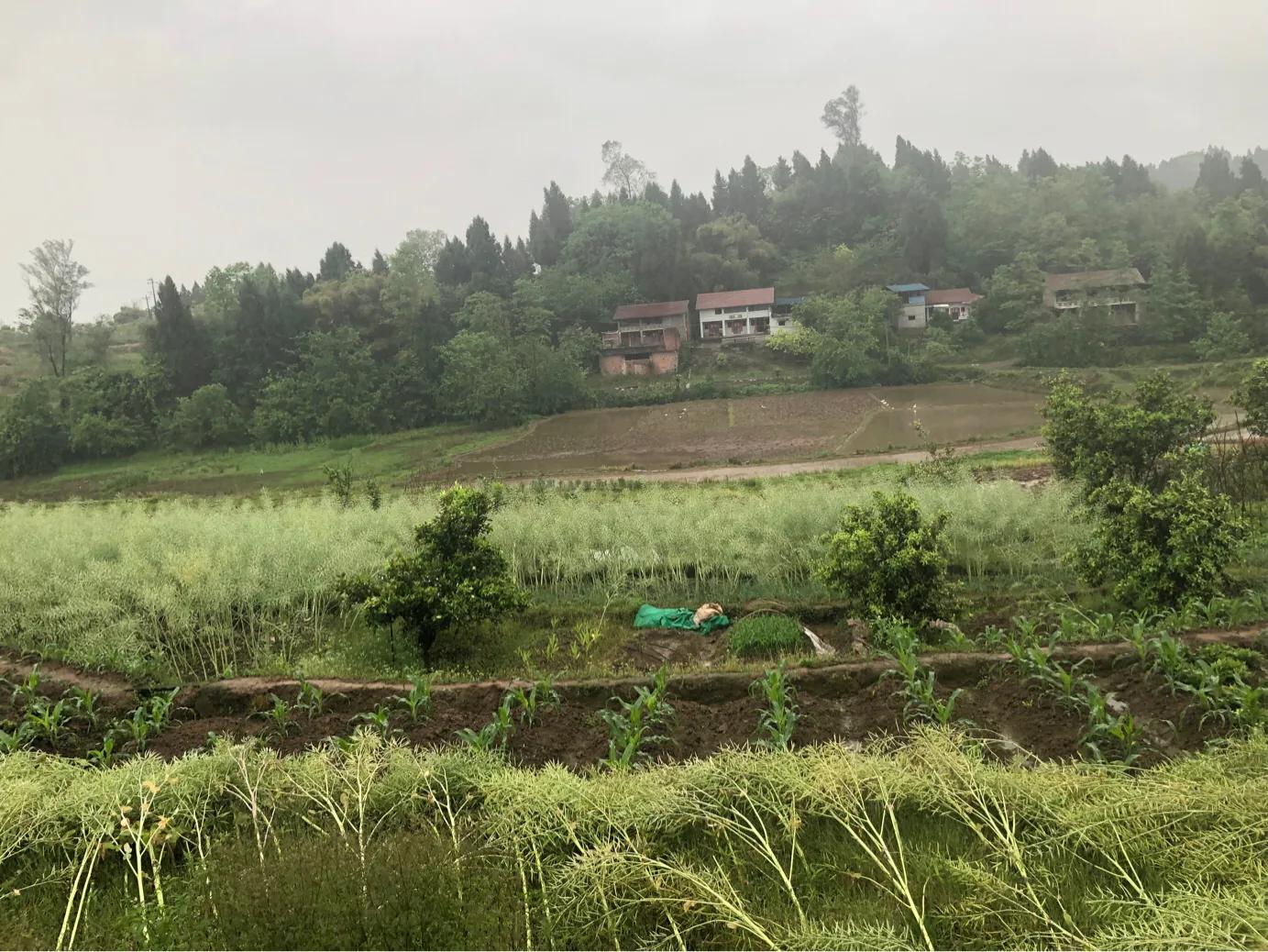 马家岩紫色花树,马家岩宜居