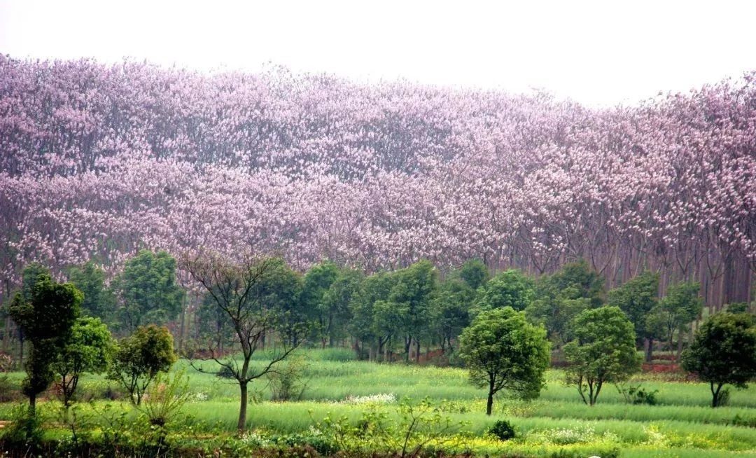 给日本人送终的生意，是怎么被菏泽曹县人垄断的？