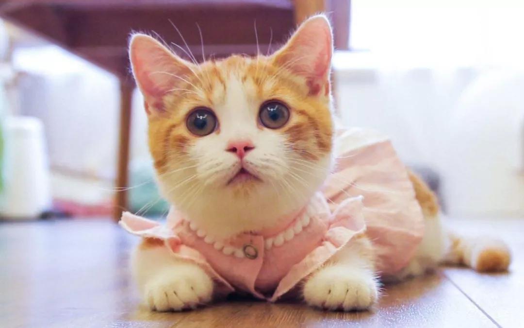 猫癣被医生诊断为湿疹,红霉素软膏治疗猫癣吗