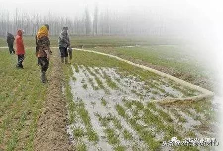 以色列用什么水和什么水灌溉农田,以色列进口水肥一体化灌溉设备