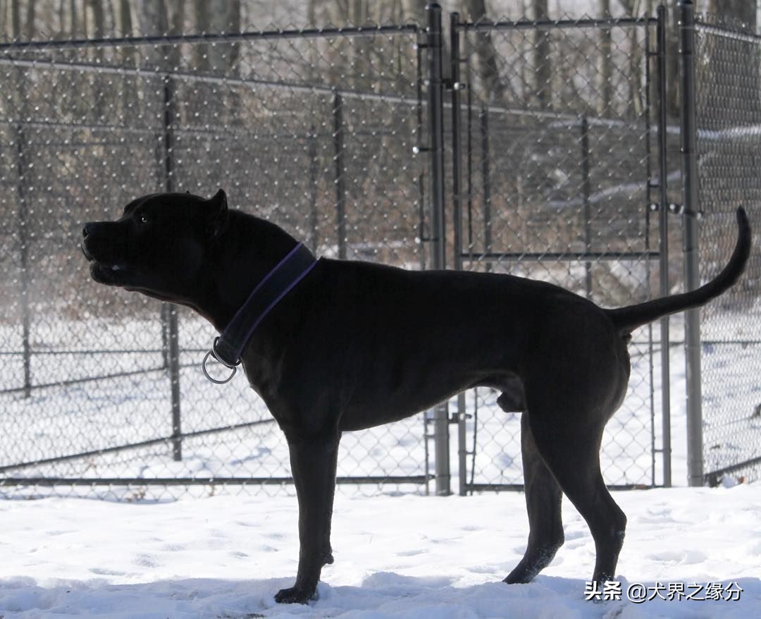 狼族的四种猛犬,能打败狼的四种猛犬