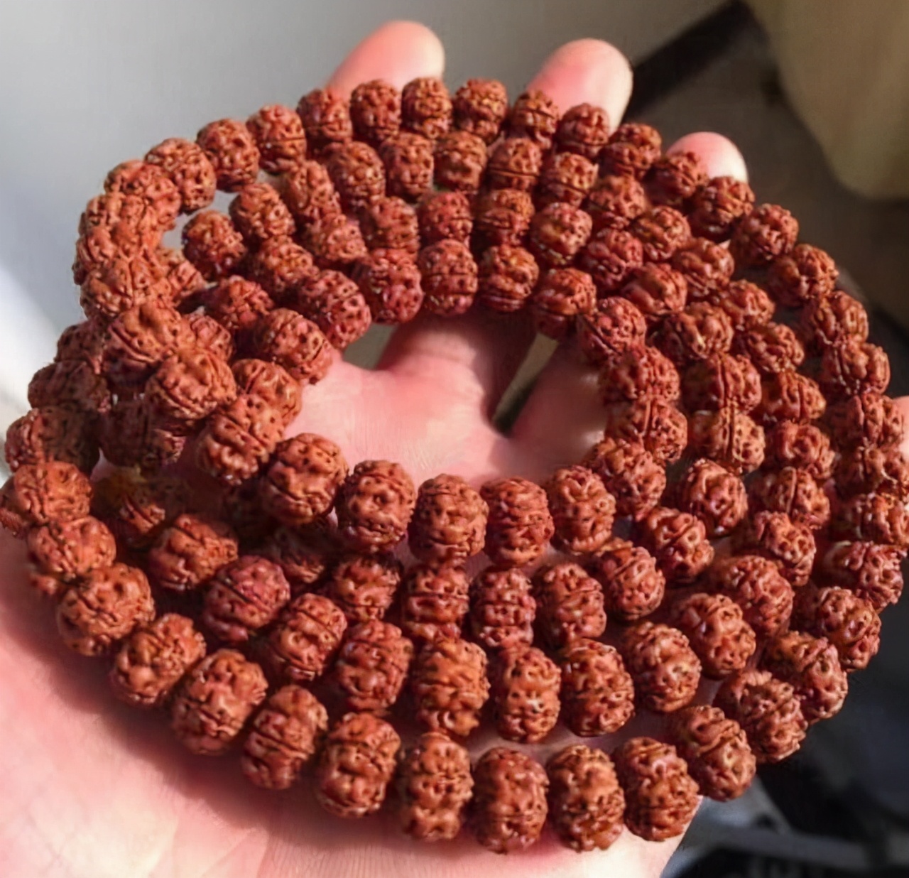 玩金刚菩提的9大误区,金刚菩提的基本知识