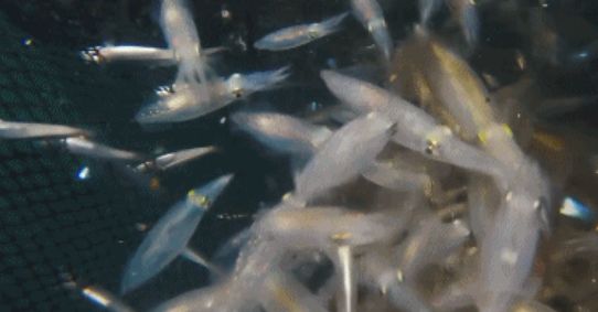 2万铁粉的海上直播间：出海、赌网、买海货，“一网邮费花两百”