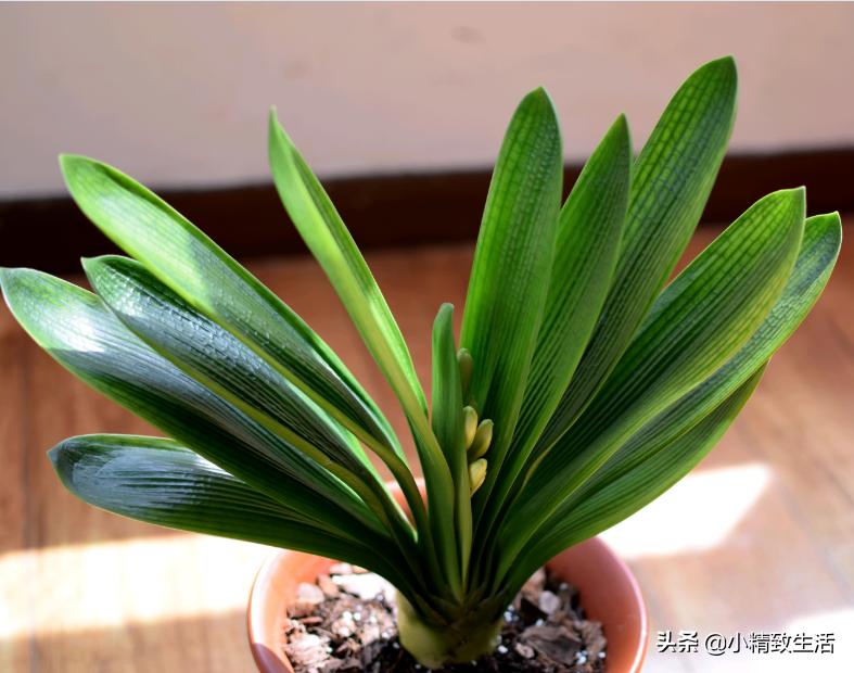 君子兰叶片变红了怎么回事,君子兰叶子出现黄点