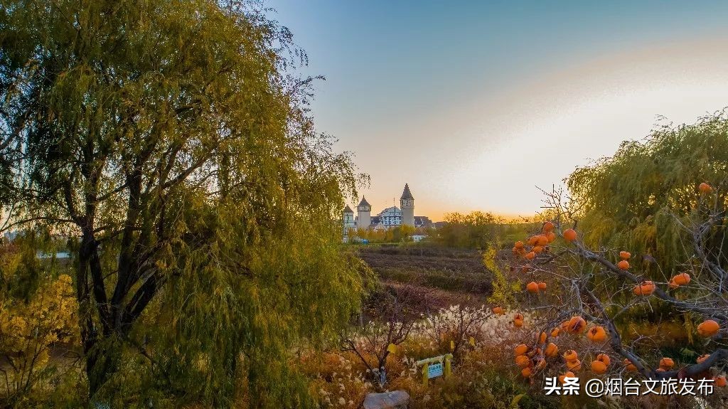 张裕卡斯特酒庄摘葡萄,张裕卡斯特酒庄750毫升定制