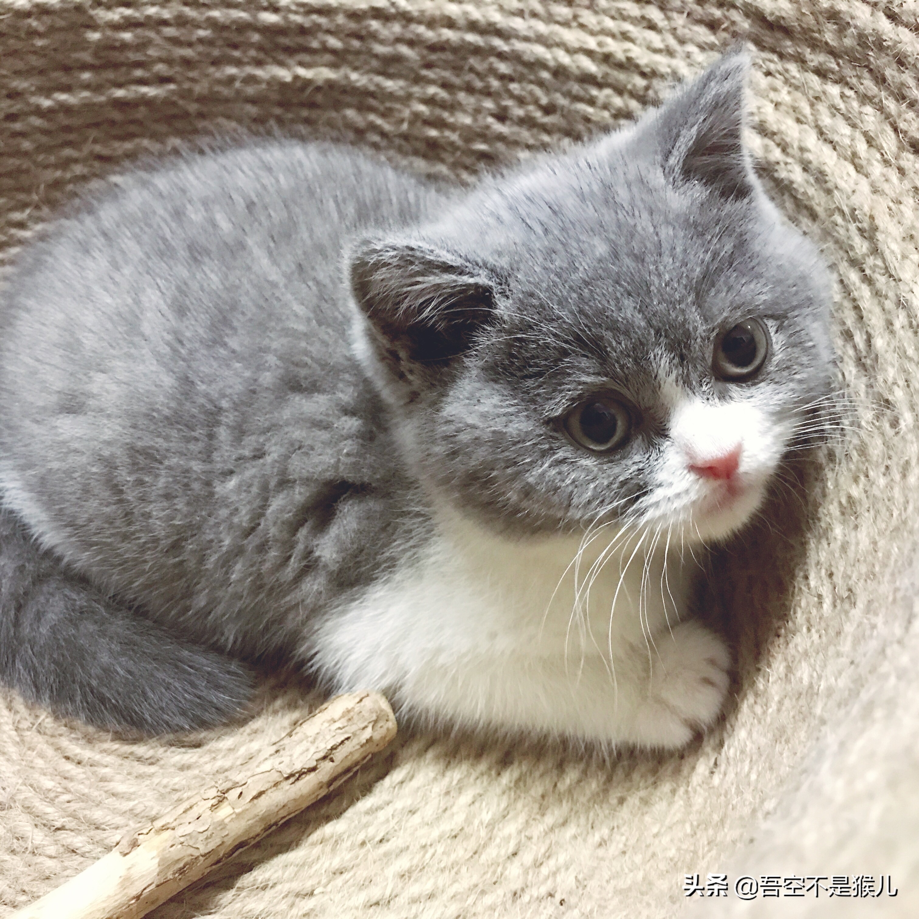 铲屎官害怕猫咪怎么办,铲屎官怕猫咬手指怎么办