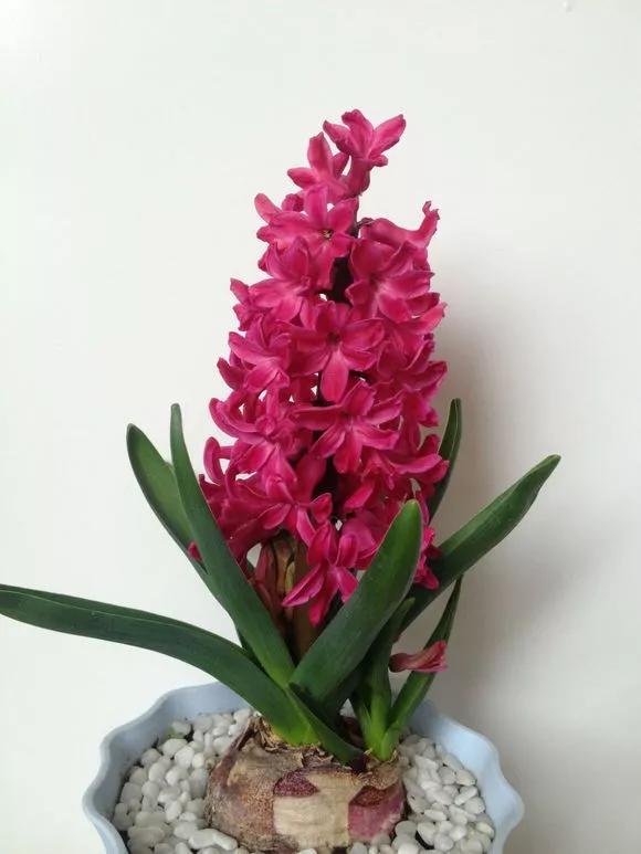 开过的风信子怎么处理,开过的风信子花球怎样处理