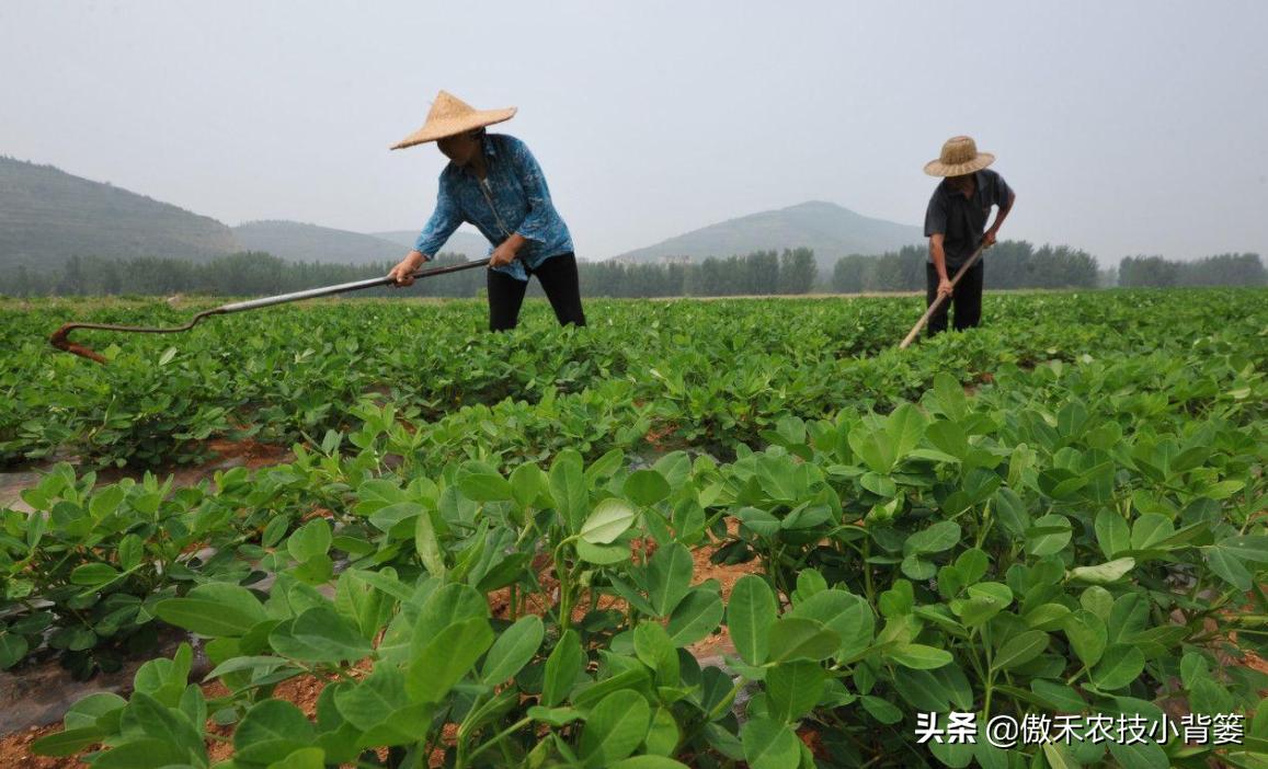 花生带壳播种比剥壳播种，真的更省工、省肥、病害少、产量高吗？